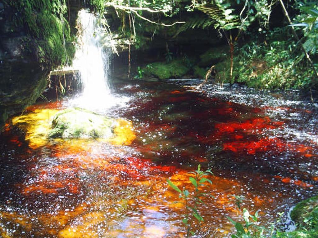Hotel Fazenda Selva Do Mato Limpo Rio Preto  Luaran gambar